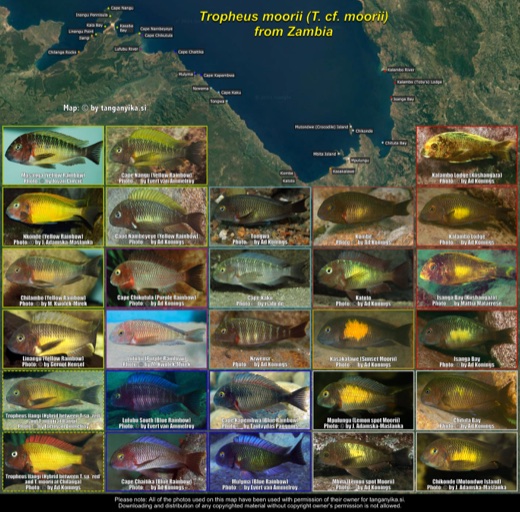 Tropheus moorii (T. cf. moorii) from Zambia distribution map