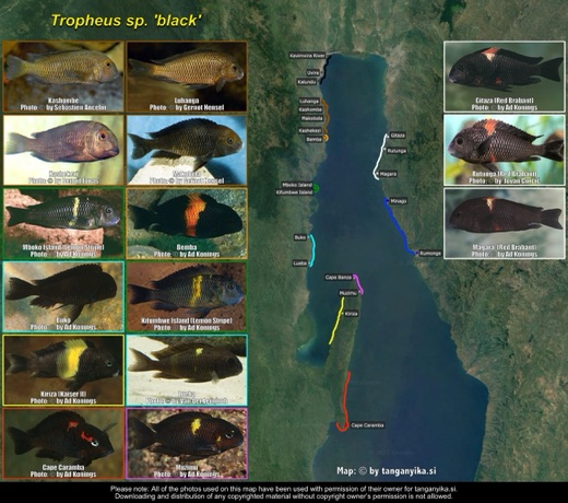 Tropheus sp. 'black' distribution map