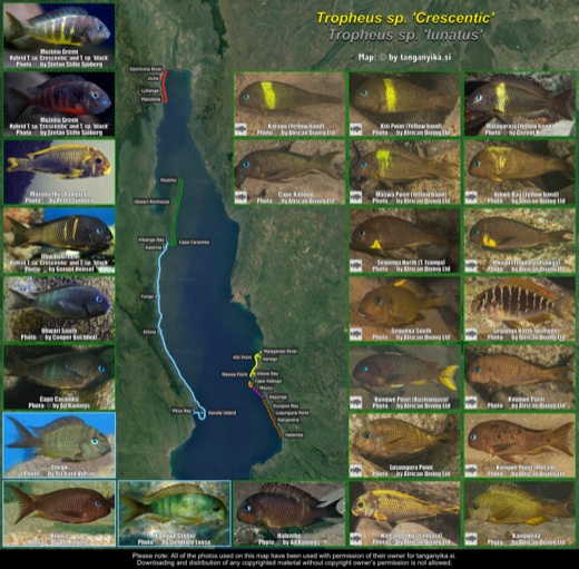 Tropheus sp. 'crescentic' distribution map