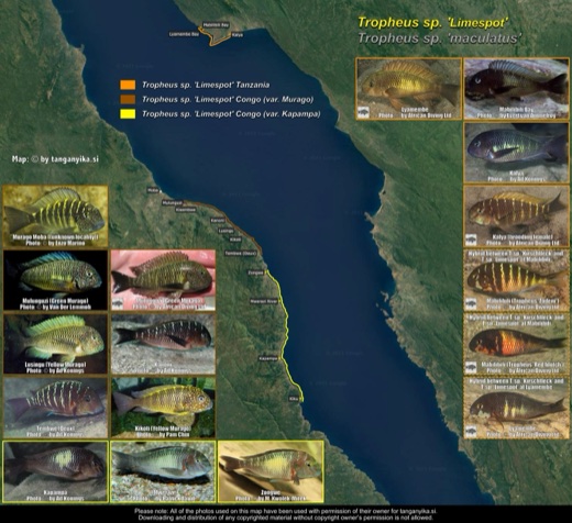 Tropheus sp. 'limespot' distribution map