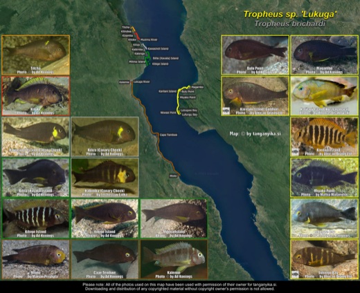 Tropheus sp. 'lukuga' distribution map