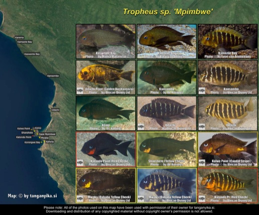 Tropheus sp. 'mpimbwe' distribution map