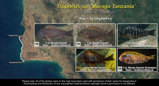 Tropheus sp. 'murago tanzania' distribution map