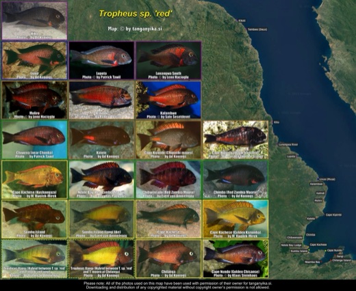 Tropheus sp. 'red' distribution map