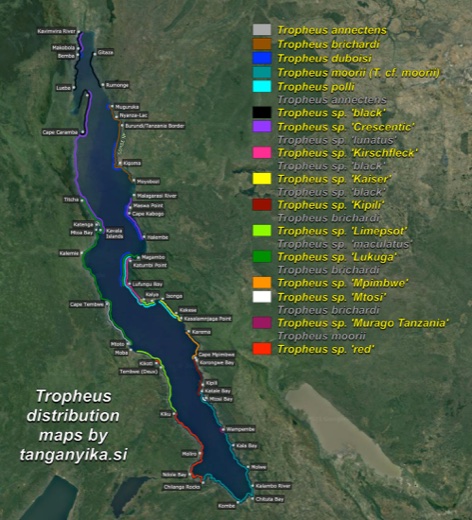 Tropheus distribution maps by tanganyika.si distribution map