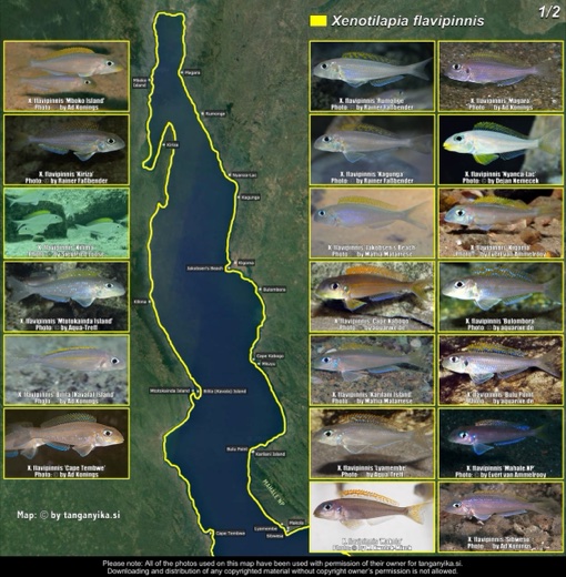 Xenotilapia flavipinnis (1/2) distribution map