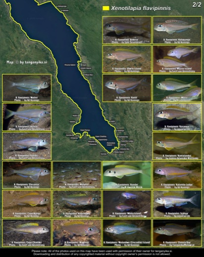 Xenotilapia flavipinnis (2/2) distribution map