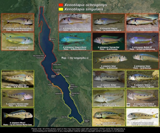 Xenotilapia ochrogenys & Xenotilapia singularis distribution map