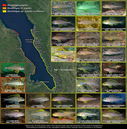 Xenotilapia papilio & X. sp. 'papilio sunflower' distribution map