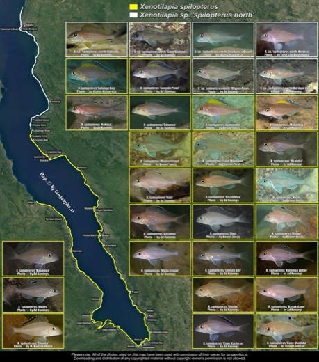 Xenotilapia spilopterus & Xenotilapia sp. 'spilopterus north' distribution map