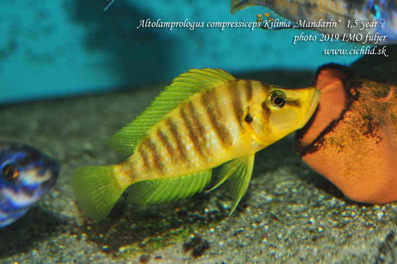 Altolamprologus compressiceps 'Kilima'; Mandarin