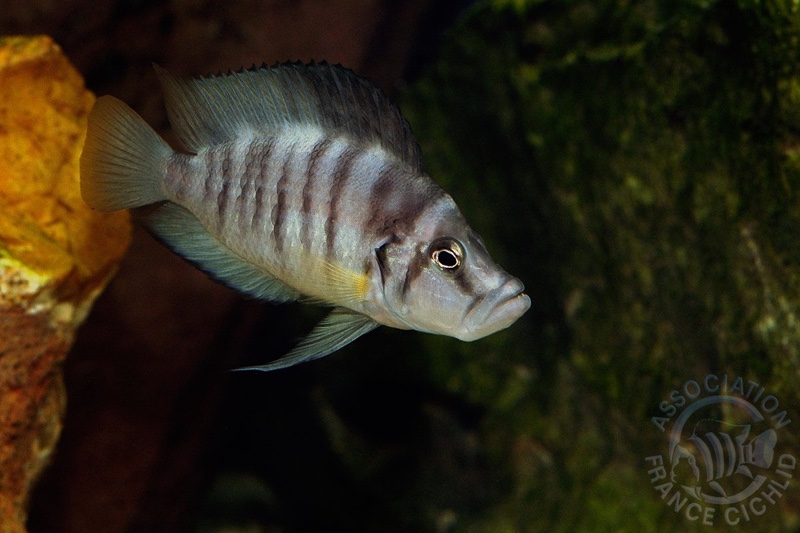Altolamprologus sp. 'compressiceps shell' (unknown locality)