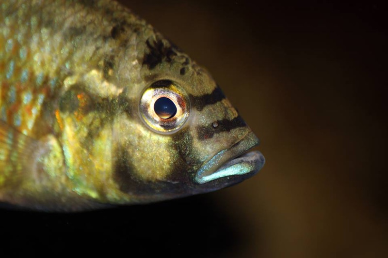 Astatotilapia burtoni (unknown locality)