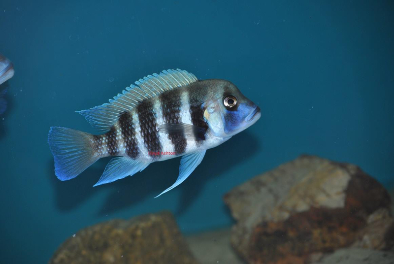 Cyphotilapia frontosa 'Bulombora'; 7-bar frontosa