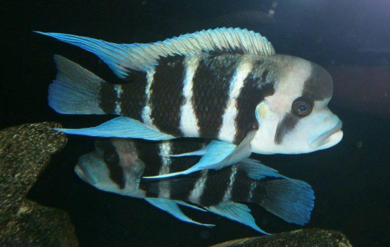 Cyphotilapia frontosa (Burundi); 6-bar frontosa