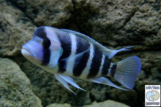 Cyphotilapia frontosa 'Cape Kabogo'; 6-bar frontosa