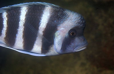 Cyphotilapia gibberosa 'Chituta Bay'; Zambia