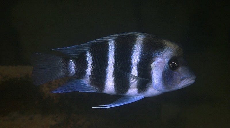 Cyphotilapia gibberosa 'Chituta Bay'; Zambia