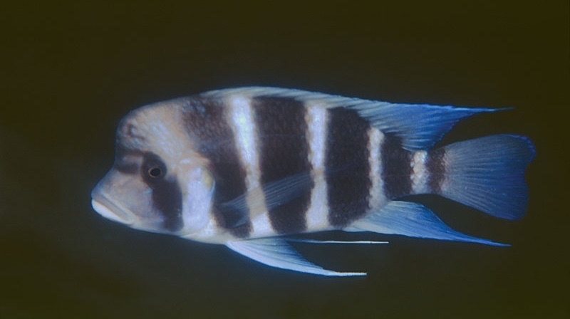 Cyphotilapia gibberosa 'Kambwimba'; Tanzania