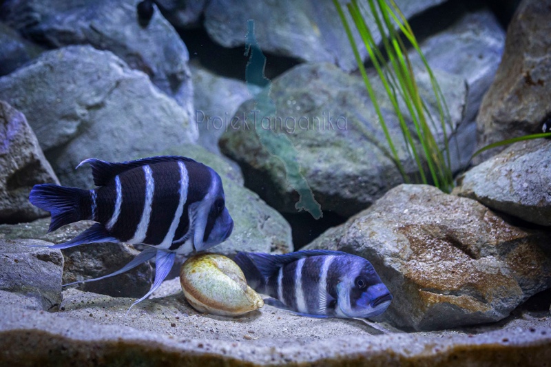 Cyphotilapia gibberosa 'Kapampa'; DR Congo
