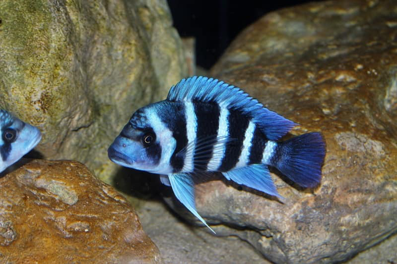 Cyphotilapia gibberosa 'Kapampa'; DR Congo