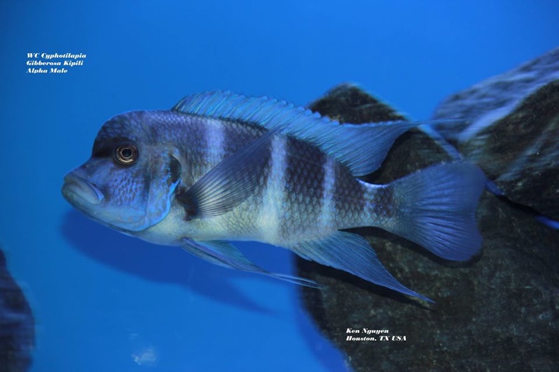 Cyphotilapia gibberosa 'Kipili'; Tanzania