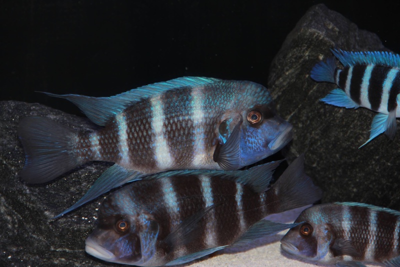 Cyphotilapia gibberosa 'Kipili'; Tanzania