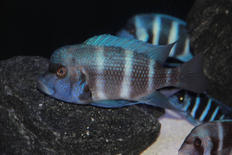 Cyphotilapia gibberosa 'Kipili'; Tanzania
