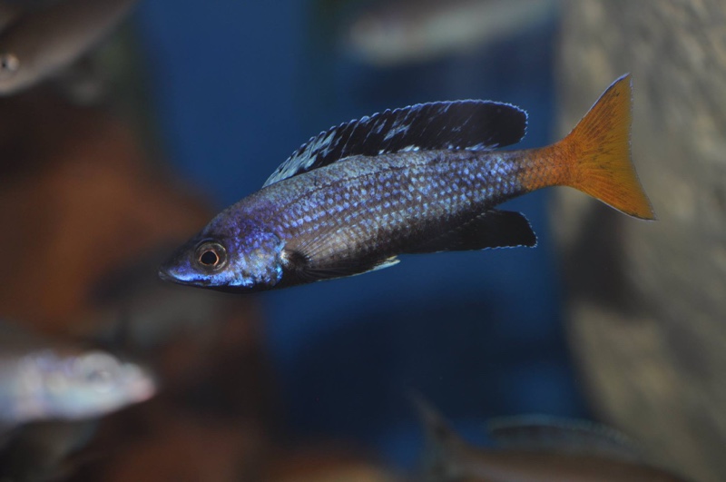 Cyprichromis sp. 'brilliant jumbo' Kitumba; Cyprichromis sp. 'leptosoma ...