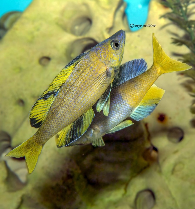 Cyprichromis sp. 'brilliant jumbo' Kitumba; Cyprichromis sp. 'leptosoma ...