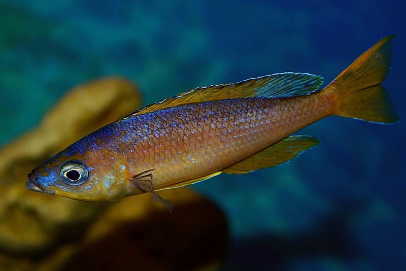 Cyprichromis sp. 'brilliant jumbo' Kitumba; Cyprichromis sp. 'leptosoma ...