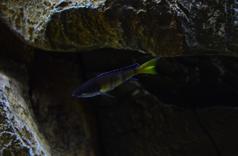 Cyprichromis sp. 'brilliant jumbo' Kitumba; Cyprichromis sp. 'leptosoma ...