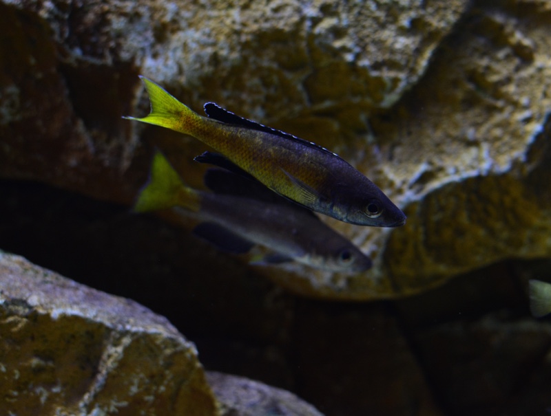 Cyprichromis sp. 'brilliant jumbo' Kitumba; Cyprichromis sp. 'leptosoma ...