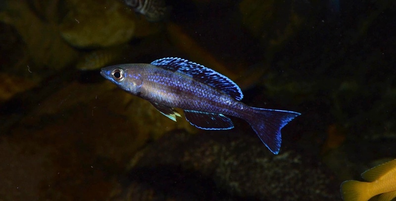 Cyprichromis sp. 'brilliant jumbo' Kitumba; Cyprichromis sp. 'leptosoma ...