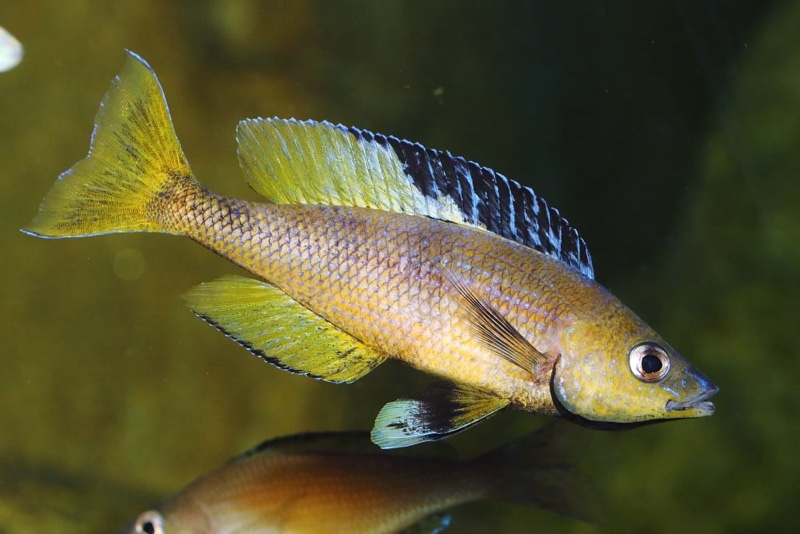 Cyprichromis sp. 'brilliant jumbo' Kitumba; Cyprichromis sp. 'leptosoma ...