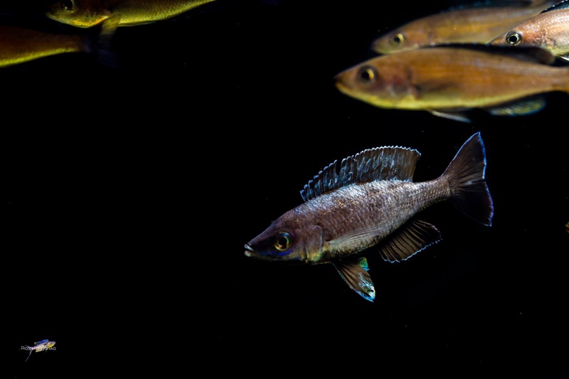 Cyprichromis sp. 'brilliant jumbo' Kitumba; Cyprichromis sp. 'leptosoma ...