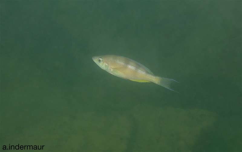 Cyprichromis zonatus 'Chituta Bay'