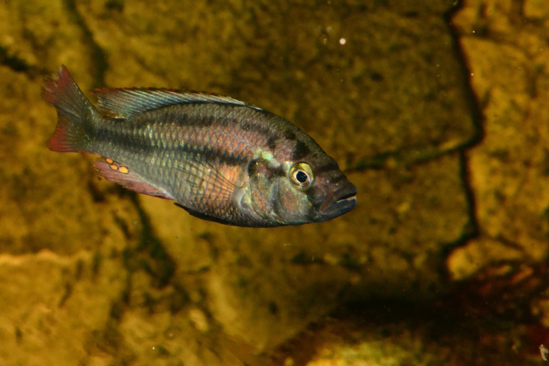 Haplochromis sp. 'chipwa'