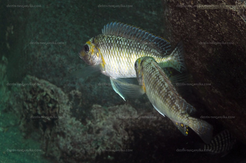 Interochromis loocki 'Mamalesa Island'