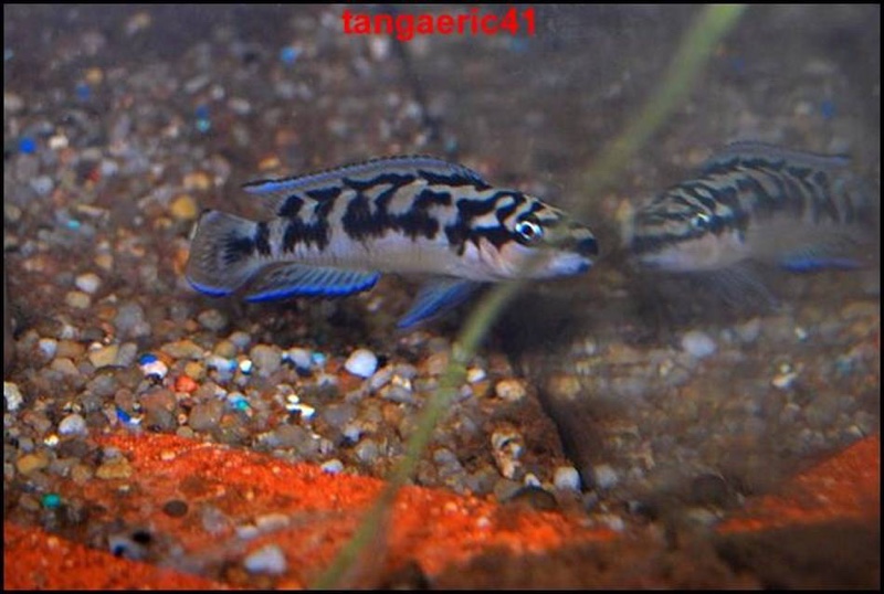 Julidochromis sp. 'transcriptus kalemie' Kalemie
