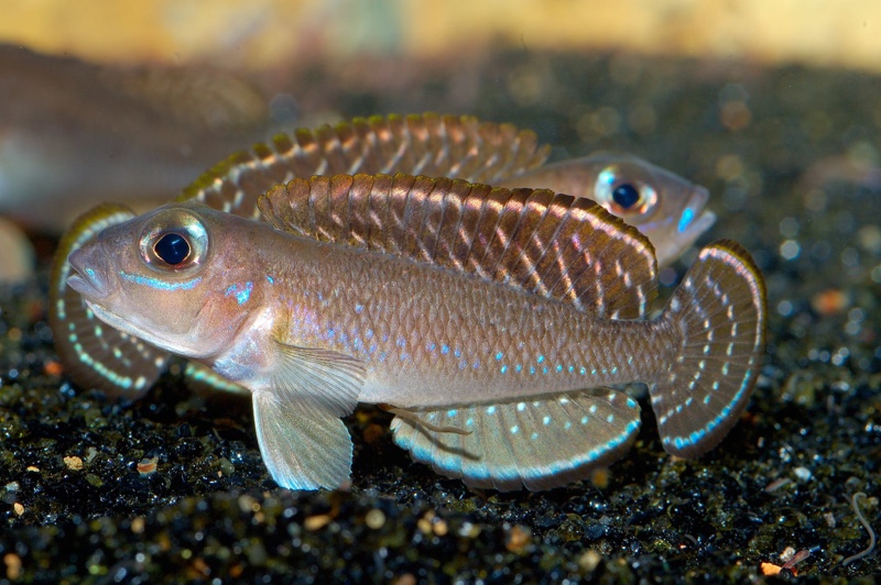 Lamprologus ornatipinnis 'Kigoma'