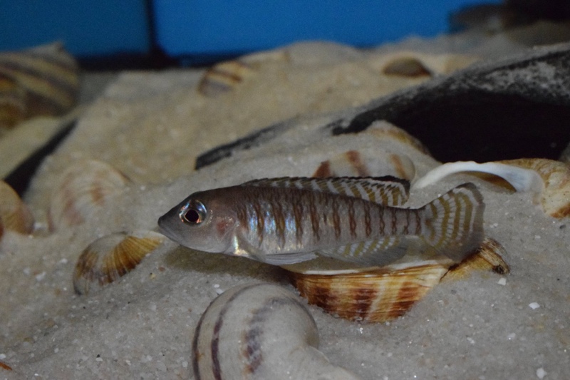 Lamprologus signatus 'Chimba'