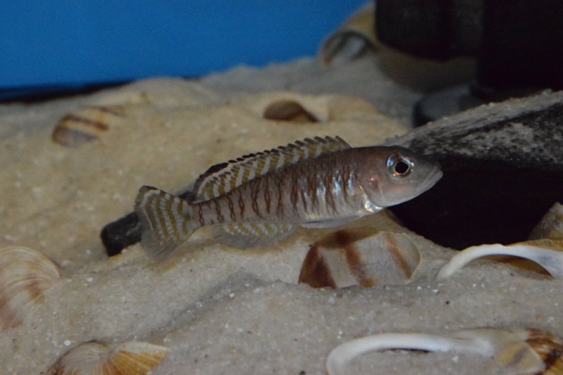 Lamprologus signatus 'Chimba'