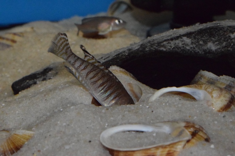 Lamprologus signatus 'Chimba'