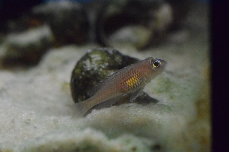 Lamprologus signatus 'Chimba'