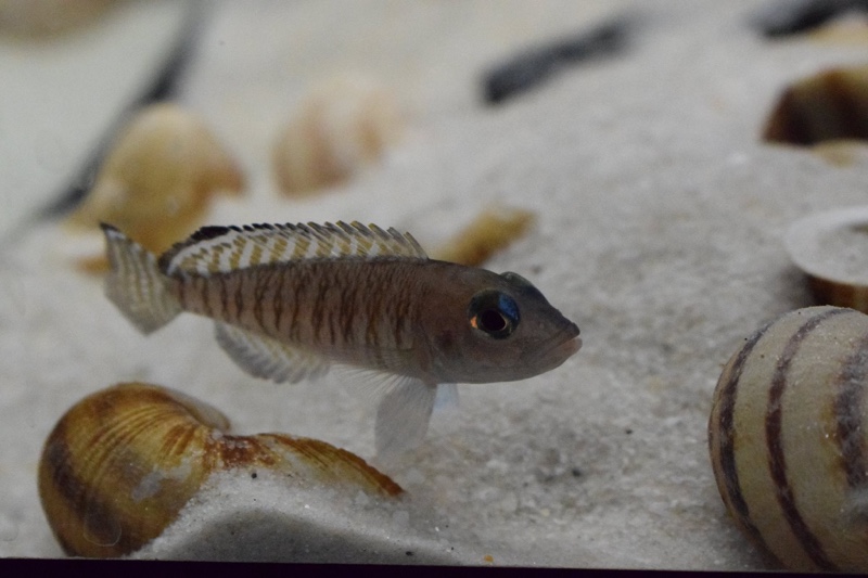 Lamprologus signatus 'Chimba'