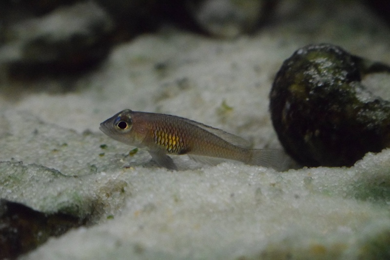 Lamprologus signatus 'Chimba'