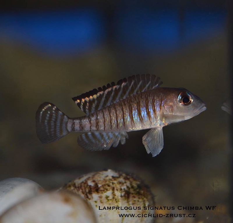 Lamprologus signatus 'Chimba'