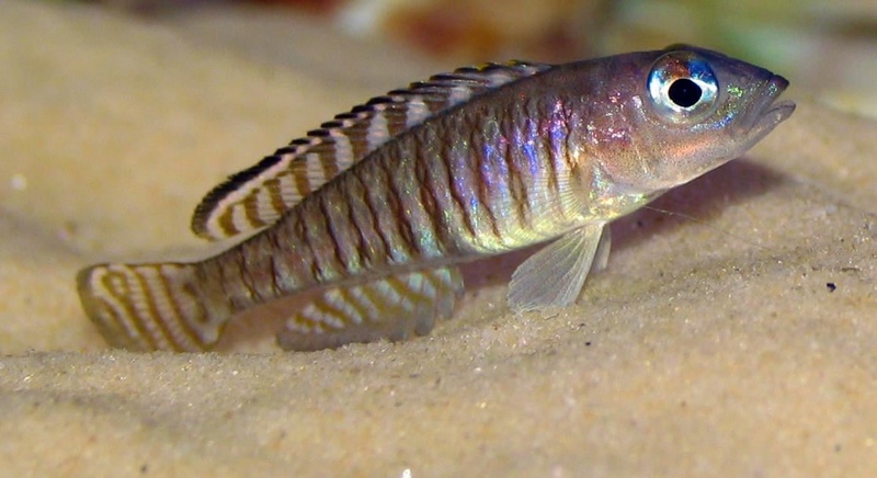 Lamprologus signatus (unknown locality)