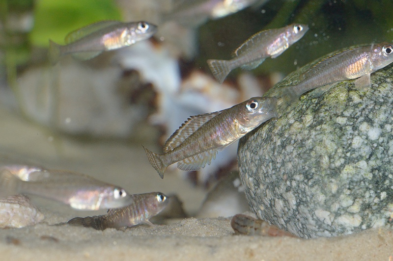 Lamprologus signatus (unknown locality)